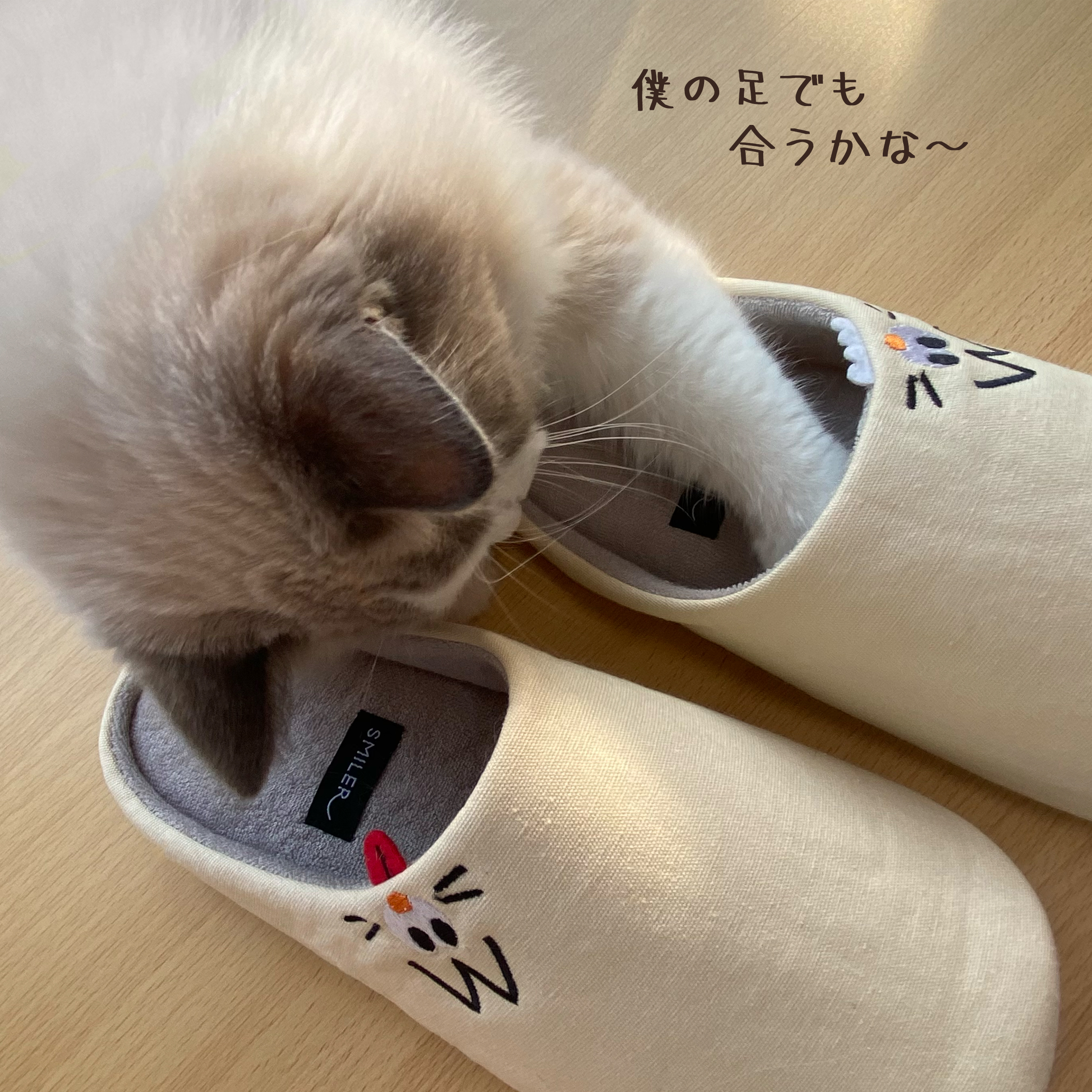 ZIPPA - ルームシューズ　＜２足セット＞